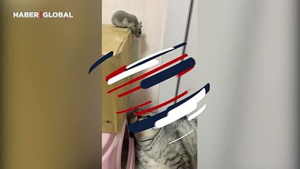 Fare "Çekil kardeş yolumdan" dediği kediyi ezdi geçti: Kahkahaya boğan anlar kamerada
