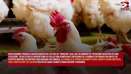 Las gallinas se "ruborizan" cuando se agitan