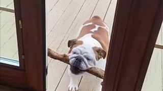 Bulldog's Hilarious Stick Struggle Will Make You LOL!