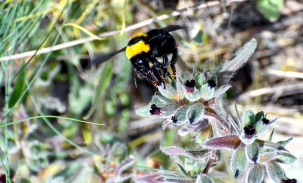 Kar örtüsünün kalktığı Keklik Vadisi’nden ilkbahar manzaraları