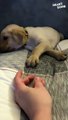 Sweet Dreams Guaranteed!  Soothing Bedtime Routine with the Cutest Puppy
