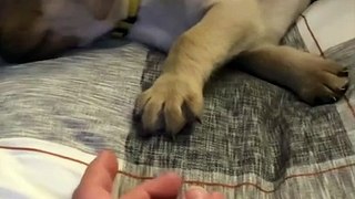 Sweet Dreams Guaranteed!  Soothing Bedtime Routine with the Cutest Puppy