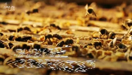 Bees Might Have a Higher Capacity for Cooperation Than Their Tiny Brains Would Suggest