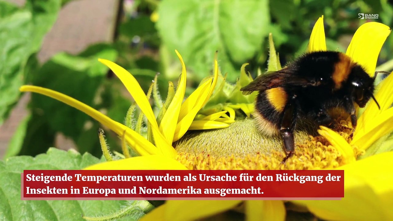 Hummeln vertragen die Hitze nicht