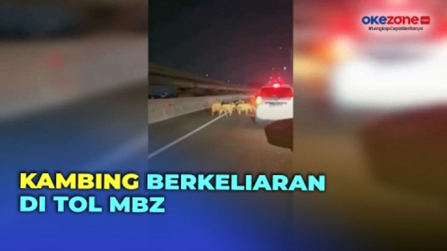 Viral Mobil Pikap Pecah Ban di Tol MBZ, Belasan Kambing Keluar Berkeliaran