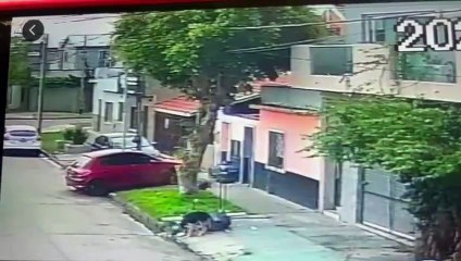 Imágenes sensibles: El dueño de un bar le disparó a un perro que olfateaba las bolsas de basura