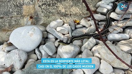 Télécharger la video: Esta es la serpiente más letal casi en el 100% de los casos mueren