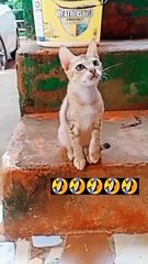 funny cat video #foryoupage #viralvideo #trending #growacount #usaaccount_2