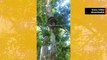 Video tallentaa vaikuttavan tavan, jolla jättimäinen pyton kiipeää puuhun