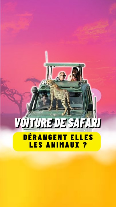 Voiture Safari