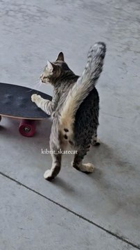 gatito skater