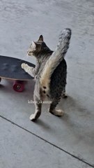 gatito skater