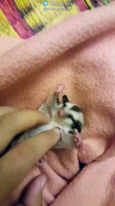 Videos risas animales
