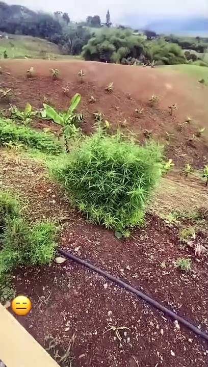 Videos de risa animales