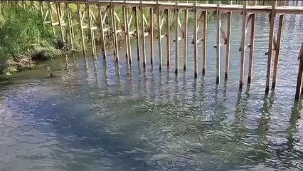 Tubarões de 2,5 metros são vistos em canal próximo ao mar de Portugal