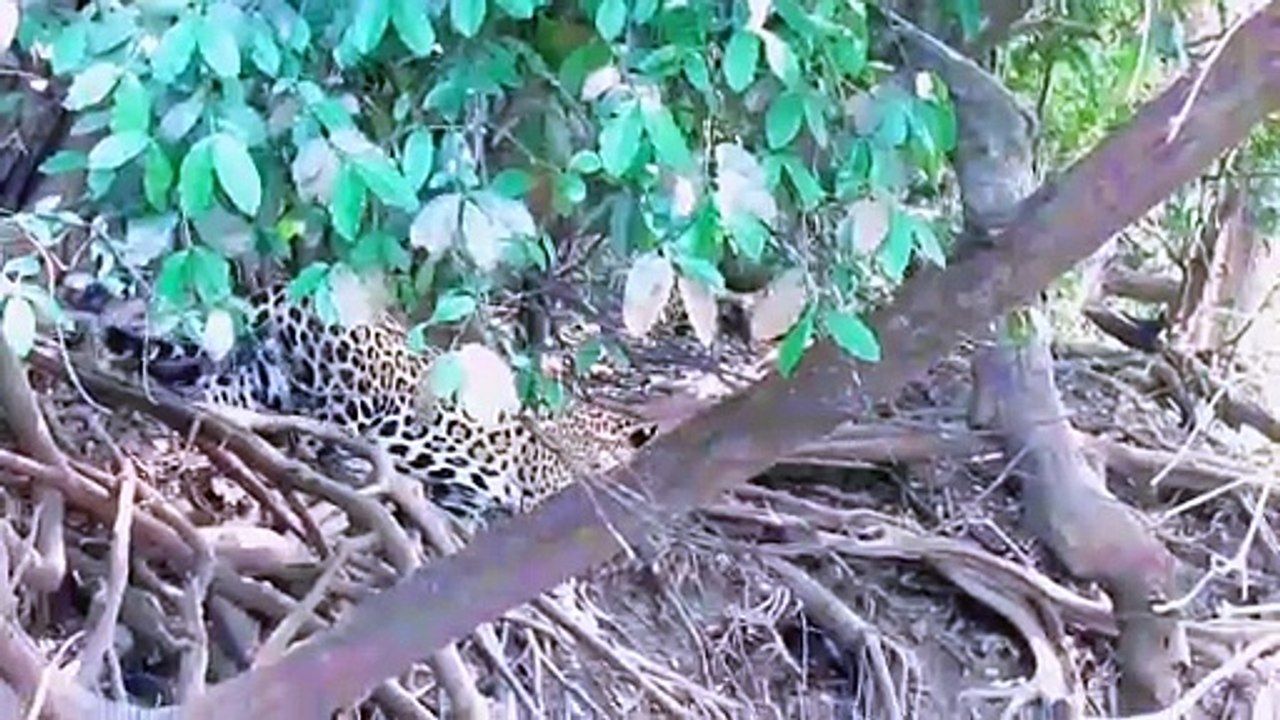 Monkey vs lion