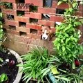 Beagle puppy rescued from wall by firefighters