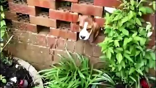 Beagle puppy rescued from wall by firefighters
