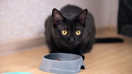 O Ritual do Gato - Lambendo-se Após uma Boa Refeição!