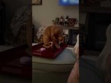 Cat Falls off Ottoman While Playing with Toothpick