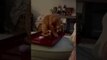 Cat Falls off Ottoman While Playing with Toothpick