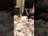 Cat Gets Angry With His Tail