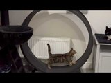 Cat Does Exercise on Cat Wheel