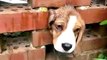 Puppy rescued after getting stuck between brick wall in Brierley Hill