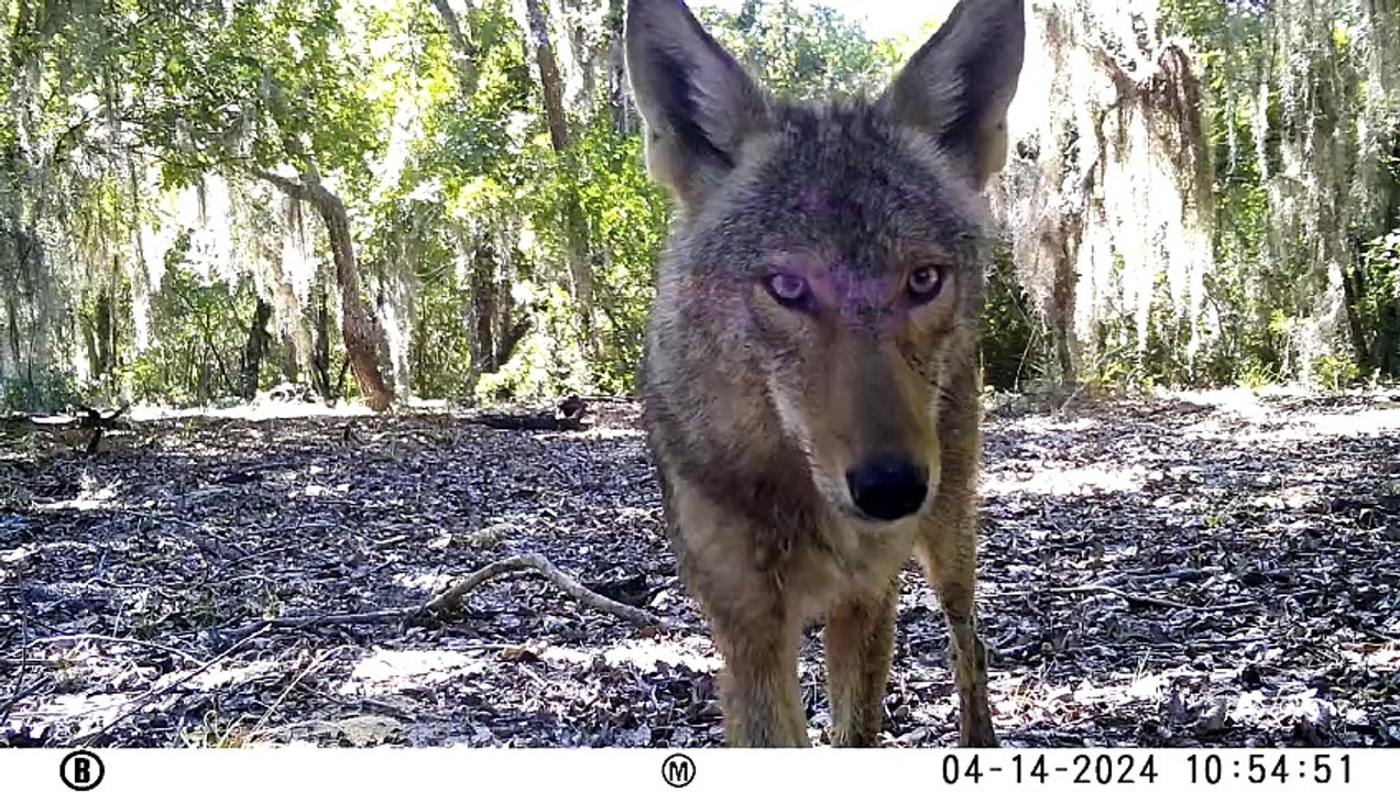 Forest Predators