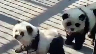 Polémica en zoológico chino por perros 