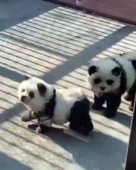 Polémica en zoológico chino por perros "panda"