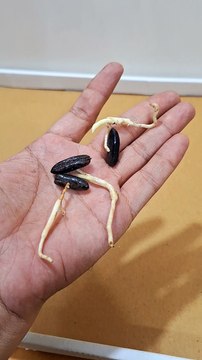 khajur seed sprouting Date Palm Seed Germination