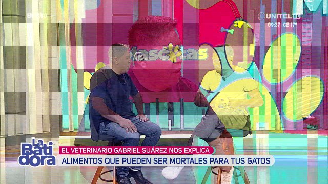 Alimentos que debes evitar darle a tu gatito ¡Descubre lo que no tienen que comer!