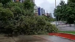 Árvore tomba no Corredor Vera Arruda, após fortes chuvas em Maceió