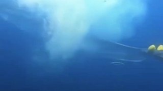 Une maman baleine est piégée dans un filet de pêche ❤️