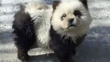 "Disfrazan" a perritos como pandas en zoológico de China