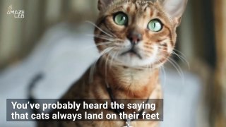 Science Explains Why Cats Always Land on Their Feet