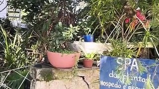 Prefeitura de BC destruiu jardim de moradora da Praia dos Amores