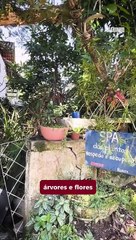 Prefeitura de BC destruiu jardim de moradora da Praia dos Amores