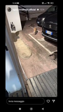 i miei gatti con un gatto nuovo vagabondo