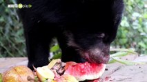 Qué pasará con los dos osos andinos rescatados de cuativero tras llegar desde Antioquia a Cundinamarca