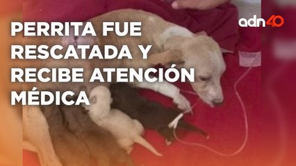 Exigen justicia por la perrita embarazada que fue golpeada con una varilla