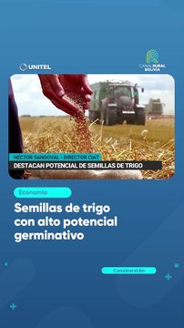 Semillas de trigo con alto potencial germinativo