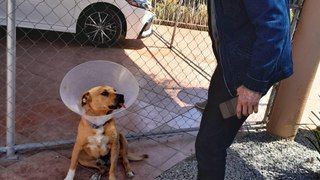 Perrito tijuanense abandonado por Caffenio Tijuana es adoptado por hija de Julio César Chávez