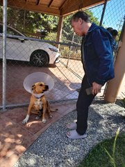 Perrito tijuanense abandonado por Caffenio Tijuana es adoptado por hija de Julio César Chávez
