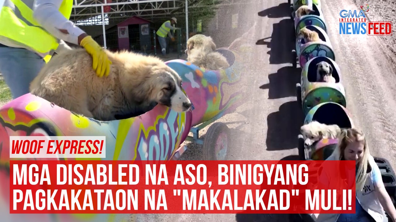 Woof express takes disabled dogs for a ride! | GMA Integrated Newsfeed