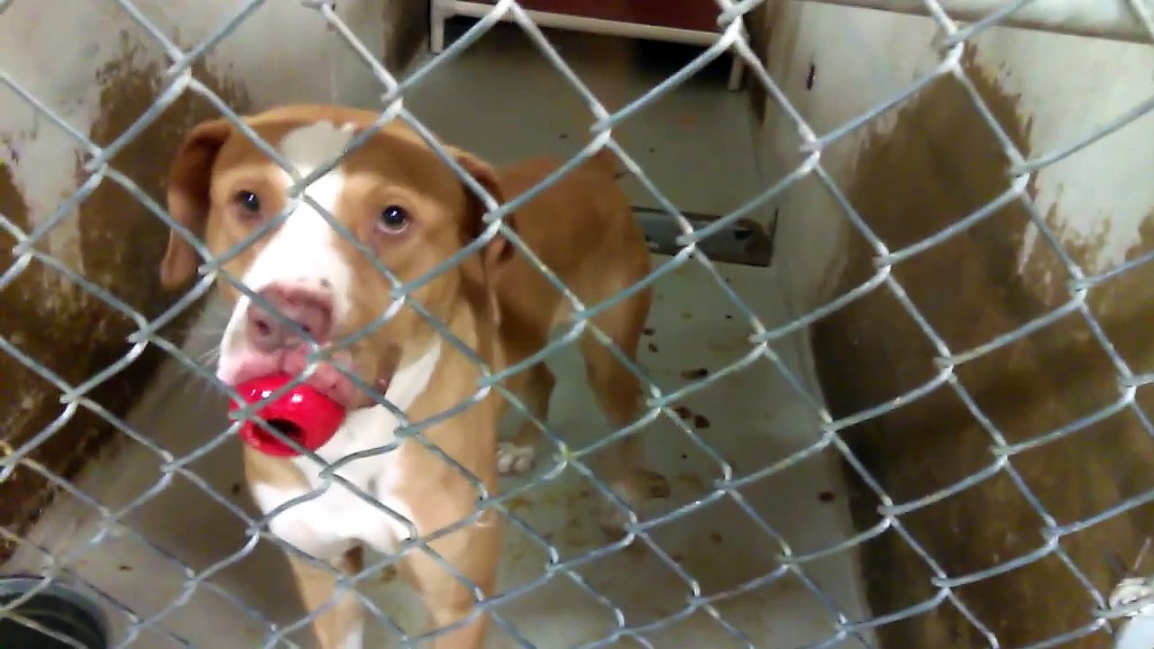 Old film❤️Some Adoptable Doggies Joey 3y A582151 Boxer Playing Kennel Fetch  Garfield 3y A599062adopted9-22-2017 Zoe 3y A594104 Boxer playing Pima Animal Care Center❤️Moose Harry Lola Cleo Heydes6-9-2017