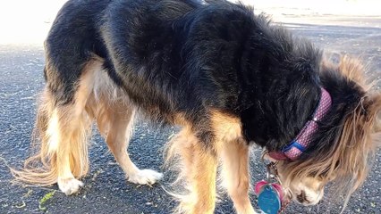 Ozzyta needed some time to warm up so she hid behind my wheelchair 4 awhile. She came near midway VID_20240504_180351417