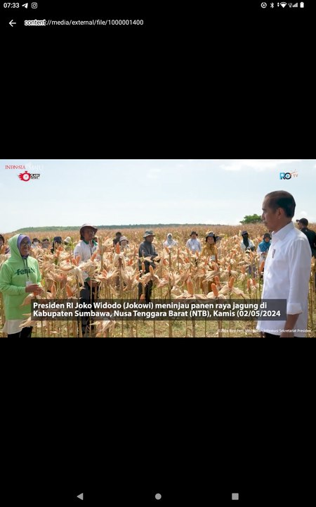 Presiden Jokowi Tinjau Panen Jagung di Sumbawa Tekankan keseimbangan harga