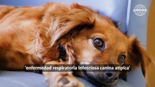 ¡Cuidado! Nueva enfermedad respiratoria acecha a lomitos en México